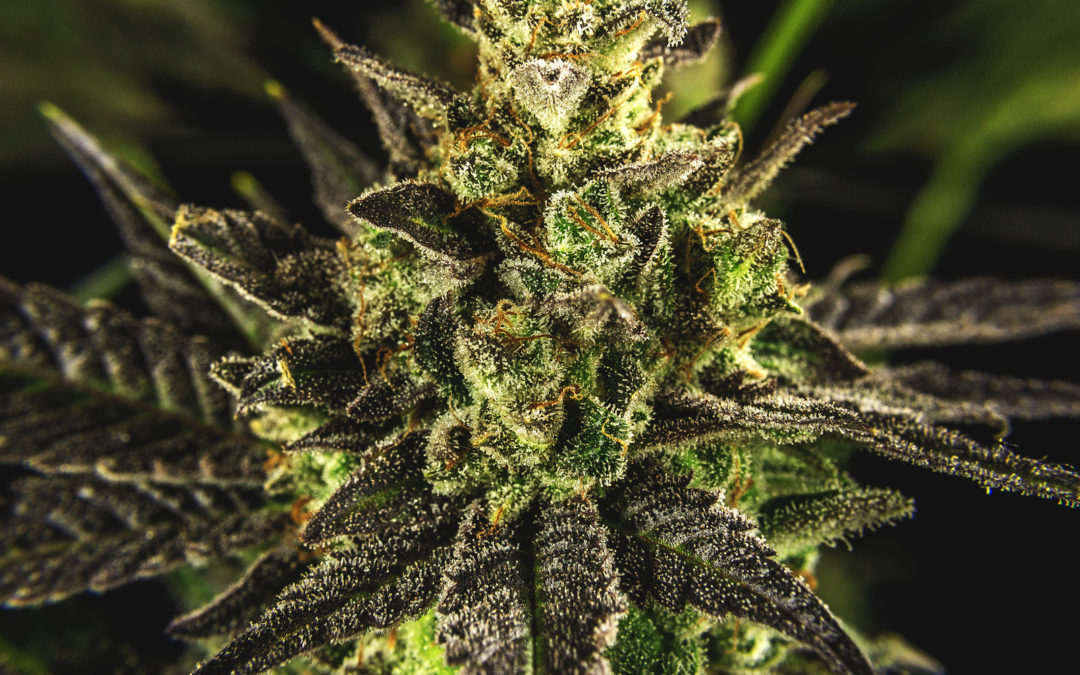 New Jersey's First Medical Marijuana Dispensary Gets Green Light to Open